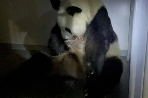 В одном из самых известных и старых зоопарков Токио родились панды-близнецы
