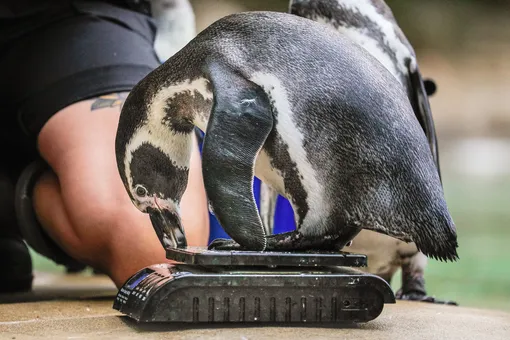 Лондонский зоопарк провел ежегодное взвешивание своих обитателей. Сотрудники зоопарка взвесили более 14 тысяч животных