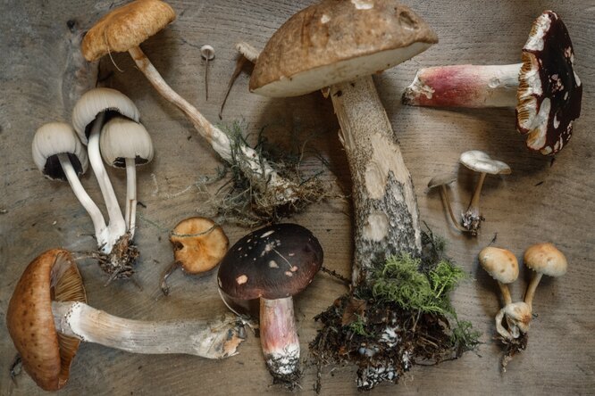 Какой вы гриб? Тест для грибного сезона и пятницы
