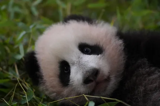 Маленькую панду из Московского зоопарка назвали Катюшей