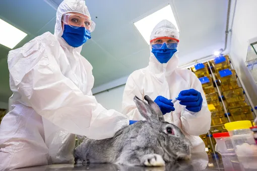 В России началась вакцинация домашних животных от коронавируса