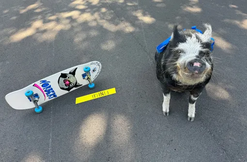 guinnessworldrecords.com guinnessworldrecords.com