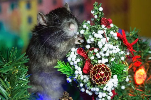 Зоологи призвали не выбрасывать на улицу подаренных на Новый год крыс