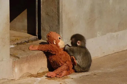 Пользователей соцсетей растрогали кадры с детенышем макаки и плюшевым орангутаном, заменившим ему мать Пользователей соцсетей растрогали кадры с детенышем макаки и плюшевым орангутаном, заменившим ему мать