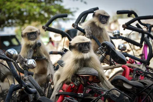 «The Race.» /Comedy Wildlife Photo Awards 2020The monkeys were ready to ride in Hampi, India.