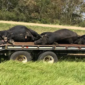 В США после урагана «Лаура» резко выросло число комаров. Это привело к массовой гибели скота В США после урагана «Лаура» резко выросло число комаров. Это привело к массовой гибели скота