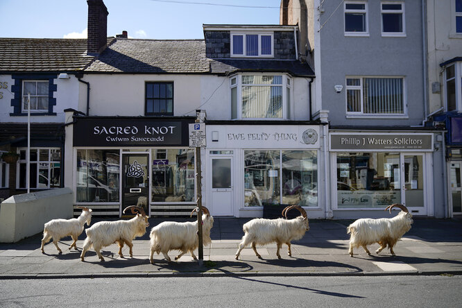 Горные козлы чувствуют себя хозяевами города Лландидно в Уэльсе, Великобритания.
