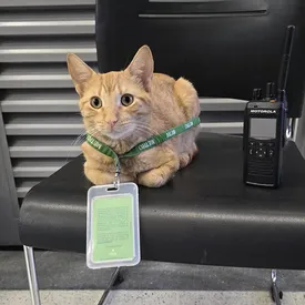 Познакомьтесь с трудолюбивым котом по кличке Миши: каждый день он приходит на «работу» в метро, чтобы поприветствовать пассажиров
