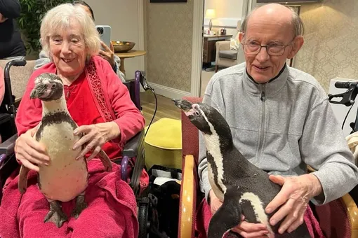 В Англии дом престарелых посетили два пингвина. Для его жителей визит оказался неожиданным, но очень приятным