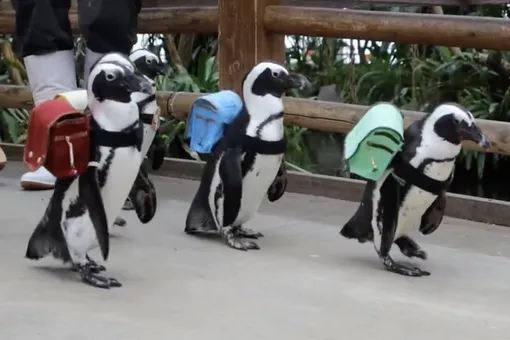 Пингвинам из японского парка птиц выдали рюкзачки — по случаю начала учебного года в стране