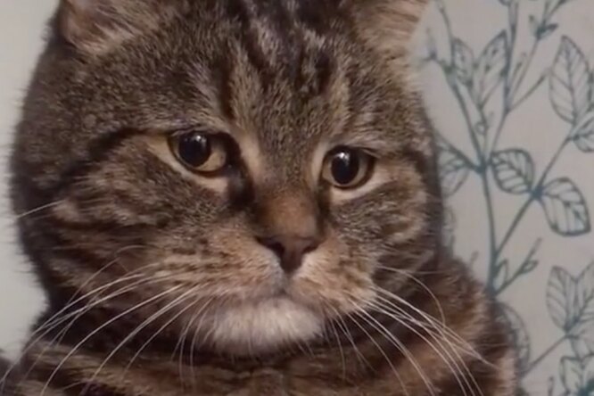 В TikTok завирусились ролики с грустным котом Мишей