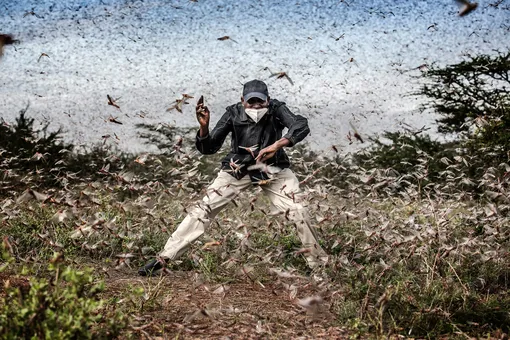 2021 Photo Contest, World Press Photo of the Year NomineeFighting Locust Invasion in East AfricaPhotographerLuis TatoFor The Washington Post