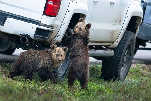 «I Think This Tire's Gonna Be Flat.» Kay Kotzian/Comedy Wildlife Photo Awards 2020The bears opened shop in Grand Teton National Park in Wyoming.