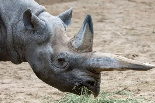 В берлинском зоопарке умер самый старый в мире черный носорог