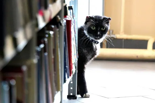 Библиотека в Рыбинске приняла на работу кота Василия. Он поможет вести соцсети