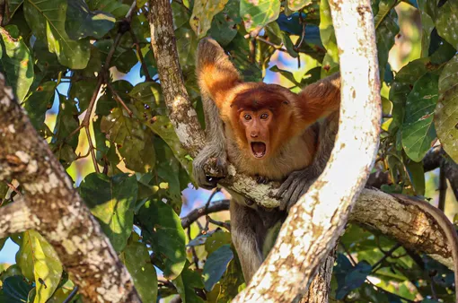 Stop and stareA proboscis monkey in a tree next to the Kinabatangan River, in Sukau, BorneoPhotograph: Andy Evans/Comedywildlifephoto.com