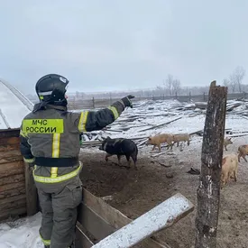 В Красноярском крае пожарные потушили пожар и спасли 31 свинью. Они выносили животных на руках