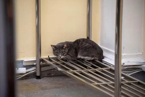 В Эрмитаже поймали кота, который 2 месяца жил в воздуховоде музея. Операция длилась несколько ночей, но в итоге питомец «сдался» сам