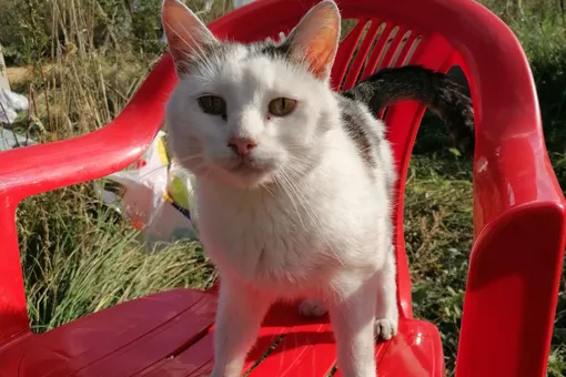 В Орловской области кот по кличке Трус при пожаре спас 7 котят