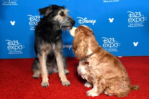 Собаки, исполнившие главные роли в киноверсии «Леди и Бродяги», пришли на премьеру — и это самая милая красная дорожка на свете