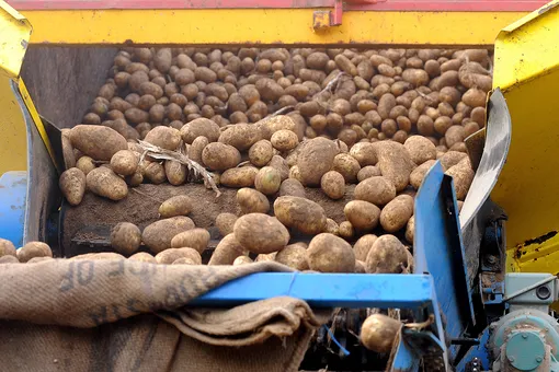 В Челябинской области четыре человека погибли, отравившись парами от гниющего картофеля