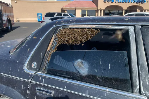 Американец на 10 минут вышел из машины в супермаркет, и в его автомобиль залетели 15 тысяч пчел