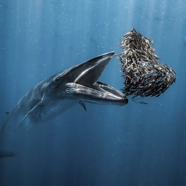 Оттолкнуться от дна: лучшие фотографии конкурса Ocean Photographer of the Year 2024
