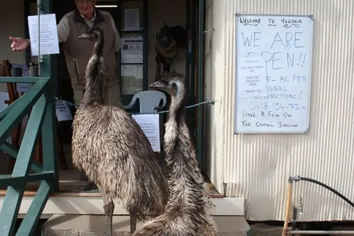 Двум страусам запретили входить в бар из-за плохого поведения: они пачкали пол и крали еду