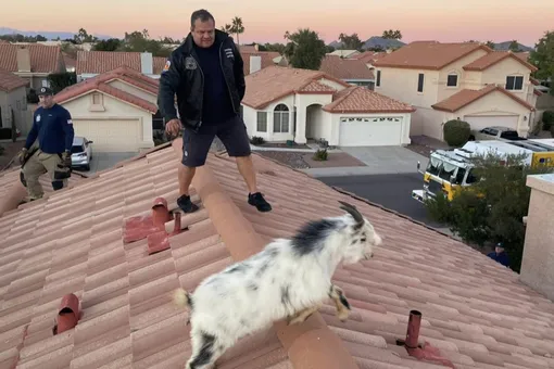 Пожарные в Аризоне спасли домашнюю козу. Она забралась на крышу дома и, кажется, не планировала спускаться