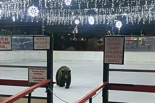 В Калифорнии медведь по кличке Чарли решил «протестировать» каток после открытия В Калифорнии медведь по кличке Чарли решил «протестировать» каток после открытия