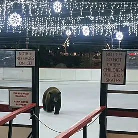 В Калифорнии медведь по кличке Чарли решил «протестировать» каток после открытия