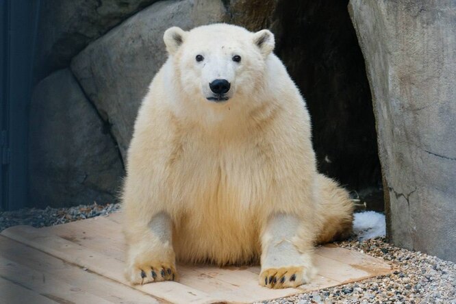 В Московском зоопарке умер белый медведь Диксон. Год назад его спасли после огнестрельного ранения