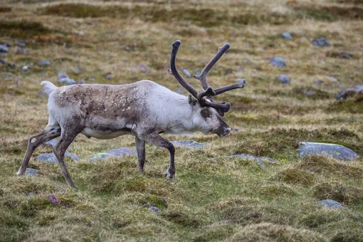 Норвегия предложила в 200 раз снизить сумму ущерба за выпас оленей в мурманском заповеднике
