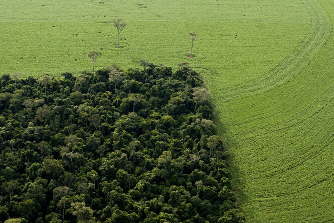 Теперь можно купить NFT-сертификаты, чтобы помочь тропическим лесам в Бразилии