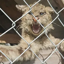 Во Флориде в курятнике обнаружили больную рысь Во Флориде в курятнике обнаружили больную рысь