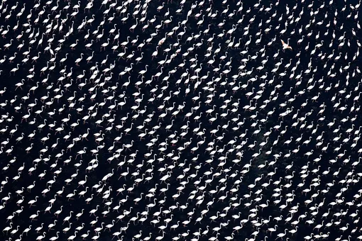 A Still Point in Time | Wildlife CommendedA flock of greater flamingo wades through the obsidian brine pans south of Walvis Bay, Namibia, with the grace of ballerinas. This image was taken hand-held from a fixed-wing aircraft. Flamingo are sensitive to noise and vibration and normally take to flight when disturbedPhotograph: Jay Roode/Drone Photography Awards 2021