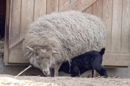 В Московском зоопарке родился ягненок породы уэссан. У малыша черная шерстка, а у его родителей — белая