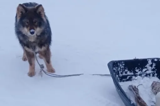 В Якутии собака привела спасателей к хозяину-рыбаку, у которого произошел инсульт