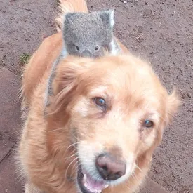 В Австралии собака вернулась домой с маленькой коалой на спине В Австралии собака вернулась домой с маленькой коалой на спине