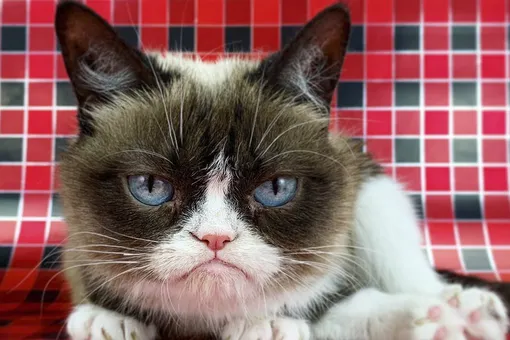 Умерла кошка-мем Grumpy Cat. Она была известна своим сердитым видом