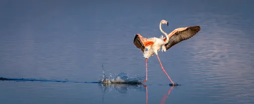 «Walk On Water.» Flamingo, Serengeti, Tanzania
