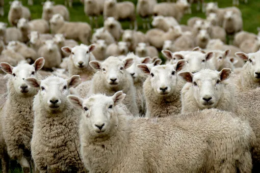 В Греции овцы случайно съели около 100 кг конопли