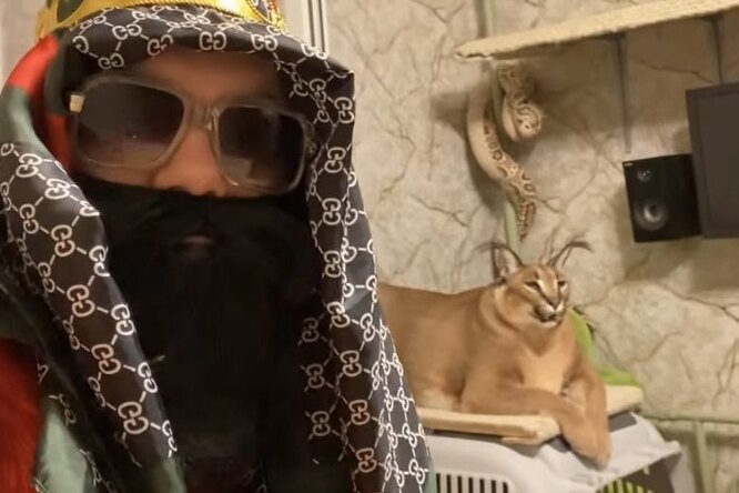 Какой породы шлепа