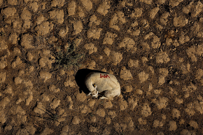 DOCUMENT DATE: August 06, 2022 A sheep lies on the dried bed of the Guadiana river during a severe drought in the Cijara reservoir, in Villarta de los Montes, Spain, August 6, 2022. A prolonged dry spell and extreme heat that made last July the hottest month in Spain since at least 1961, have left Spanish reservoirs at just 40% of capacity on average in early August, well below the ten-year average of around 60%, official data shows.REUTERS/Susana Vera