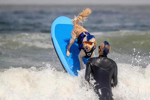 В США прошел чемпионат по серфингу среди собак