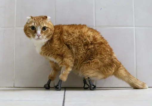 Кот Рыжик, который потерял все 4 лапы. В 2019 году он получил титановые протезы, напечатанные на 3D-принтере. Фото сделано в ветеринарной клинике в Новосибирске 2 февраля 2020.