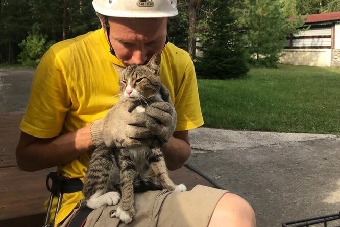 На Урале зоозащитник спас кота, который больше недели просидел на сосне. Для этого волонтер проехал 150 км На Урале зоозащитник спас кота, который больше недели просидел на сосне. Для этого волонтер проехал 150 км