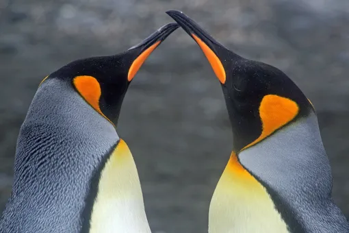 Японский океанариум вывесил схему взаимоотношений пингвинов. До такого накала страстей далеко даже мыльным операм