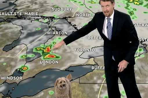 В Канаде пес по кличке Шторм ворвался в эфир прогноза погоды в поисках лакомства. Он дебютировал на телевидении еще в 2012 году
