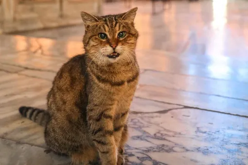 В Стамбуле умерла известная кошка Гли. Она жила в соборе Святой Софии почти все свои 16 лет